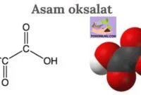 Asam Oksalat
