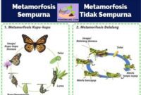 Perbedaan Metamorfosis Sempurna dan Tidak Sempurna