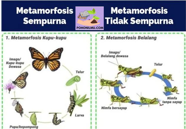 Perbedaan Metamorfosis Sempurna dan Tidak Sempurna