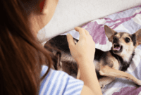 Gejala Rabies Pada Manusia Beserta Cara Pencegahan Rabies